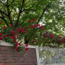 광주농성초등학교 이미지