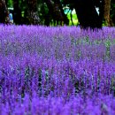 경주 황산공원~ 이미지