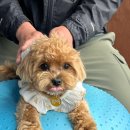 코기절미 이미지