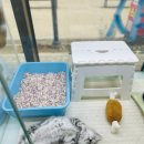 캣초딩 고양이분양 김포구래점 | 김포고양이분양 화목해진 우리집