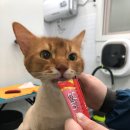 스위티독 이미지