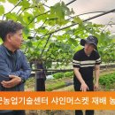 아임샤인