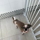 이다애견미용실 이미지