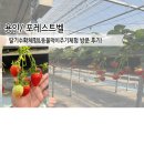 용농장 | 용인/ 딸기농장체험 포레스트벨 방문 후기!