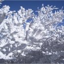 [겨울산행]2015년 12월 27~28일(일,월) 소백산 눈꽃산행...12월16일 연화봉 대피소 개소 기념 이미지
