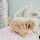 은하수펫샵 이미지