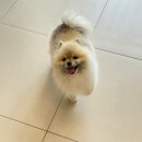 인천동물심장내과 이미지