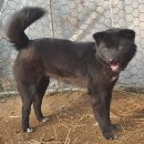 하룻 강아지 이미지