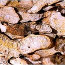 약초이야기 이미지