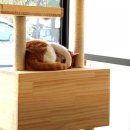 룰루 애견샵 이미지