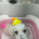 마음이네 멍발소 이미지