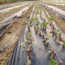 뿌리목장 이미지