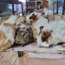 애니멀프렌즈 이미지