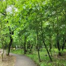 자인계정숲(씨름장) 이미지