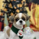 머리사랑 | 남동구 시츄 미용 목욕관리 스파 전체미용 후기 6mm 알머리컷 온순한 성격 사랑스러움 그자체