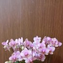 수림전국꽃배달 이미지