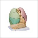 더미통상 이미지