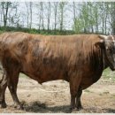 한우나라 농장 이미지