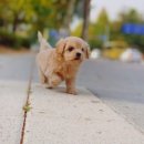 하남강아지 이미지