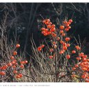 남한강자전거(팔당대교)[팔당-1] 이미지