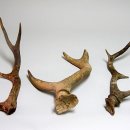 안흥초신진분교 이미지