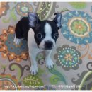 악동강아지 이미지