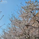 제2교~제3교 | 양재천 벚꽃 개화상황, 서울 벚꽃명소 양재천 사진찍기 좋은 곳, 양재천 실시간 (4/9 18시)