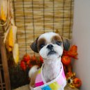 이든펫샵 이미지