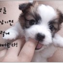 "犬子(Dog baby)로구나!" 이미지