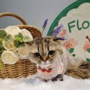 러브펫살롱 | 구미고양이무마취미용 고양이미용 진평동애견미용