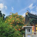 〔수원시〕 능소화(凌宵花)(6) - 봉녕사(奉寧寺)