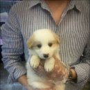 레드앤화이트독 이미지