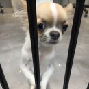 그루밍펫살롱 이미지