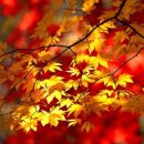 낙엽의 계절 / 이원익 이미지