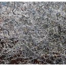 크로키아 이미지