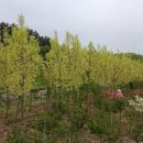 굴참나무 Daum카페
