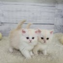 고양이전문점 허니캣 이미지