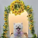 희희퍼피 이미지