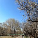 용두 닭갈비 이미지