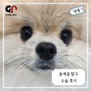 쿨펫동물병원 | 1살 포메라니안 양측 슬개골 탈구 수술 후기 | 쿨펫 동물병원 킨텍스로점