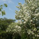 유당공원 내 비군 이미지