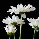 그린헬스 이미지