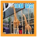 [일상]10월 일상 마무리(겨울, 영화)