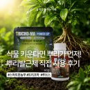 스마트한 농부 뿌리발근제 루브스 트리코마 사용후기, 목향장미 삽목에 도전!