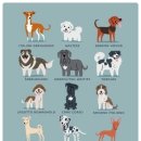 애견세계 이미지