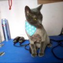 블루퍼피 이미지