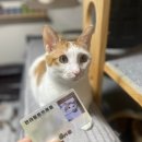 [반려동물증] 고양이 반려동물등록증 발급후기 (케이펫케어 와이펫X동물동장)