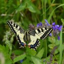 나비의꿈 이미지