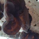 생목농장 이미지