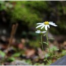 9월13일 (경남 산청) 지리산 / 촛대봉 구절초만나기 이미지